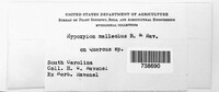 Annulohypoxylon thouarsianum image